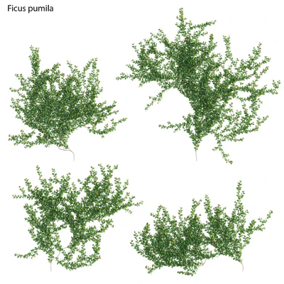 Ficus pumila – Creeping Fig – Climbing fig — Ver 4