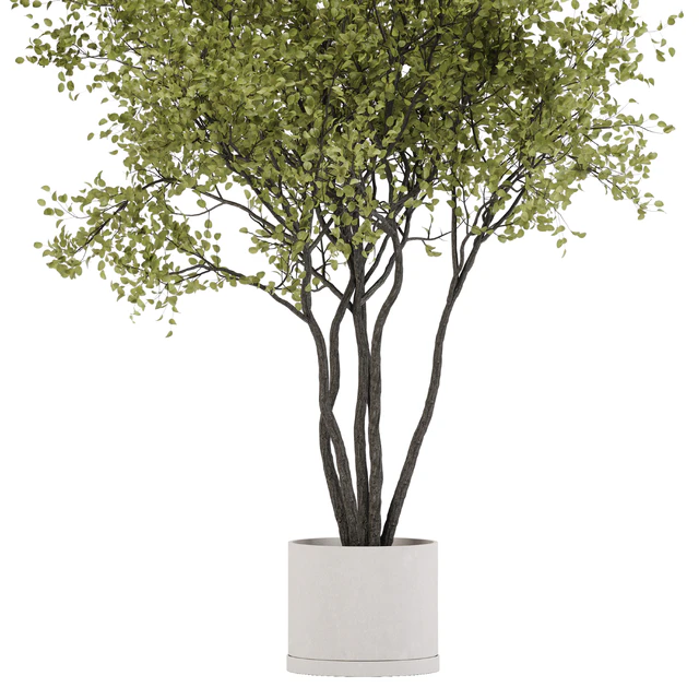 indoor plant set 31 — Descargar