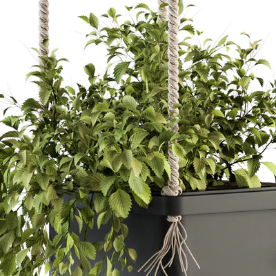 Hanging pot with Rope - indoor Plants 164 — Ver 4