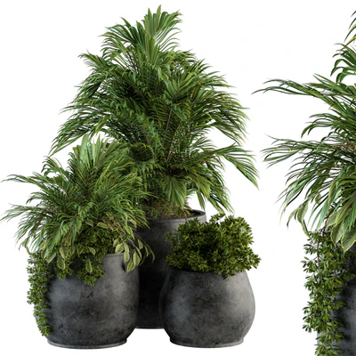 indoor Plant Set 113 - Black Pot — Вид 1