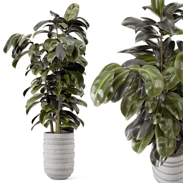 Indoor Plants  in rusty Concrete Pot - Set 549 — Скачать