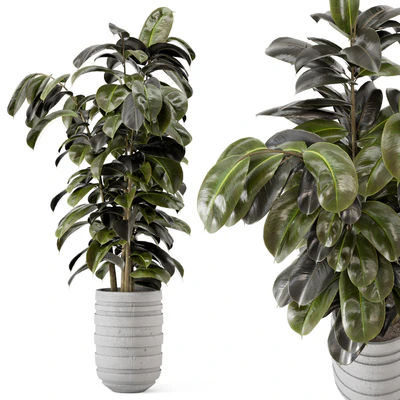 Indoor Plants  in rusty Concrete Pot - Set 549 — Вид 1