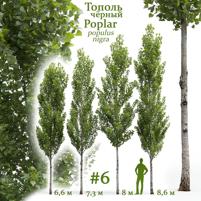 Тополь чёрный / Poplar / Populus nigra #6 — Скачать