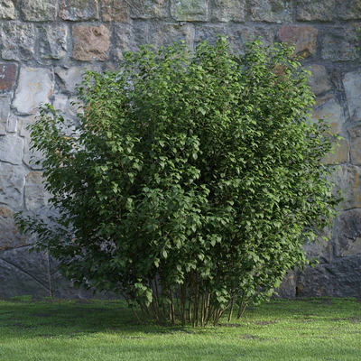 plants and bushes 042 — Скачать