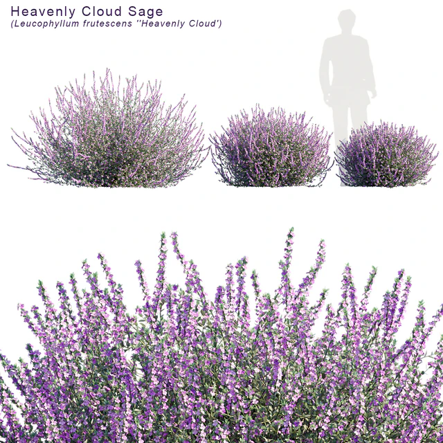 Heavenly cloud sage | Leucophyllum frutescens — Скачать