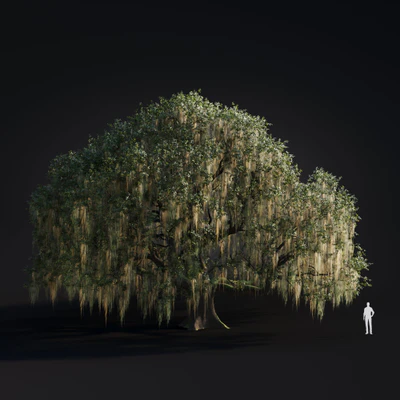 055 live oak — Descargar