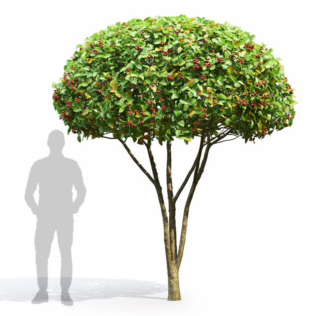 Crataegus — Скачать