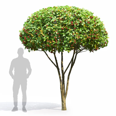 Crataegus — Вид 1