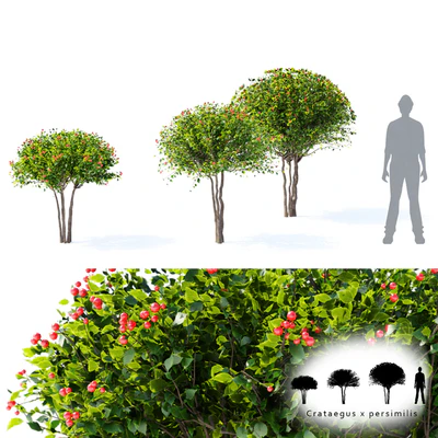 Hawthorn plowy | Crataegus x persimilis — Ver 1