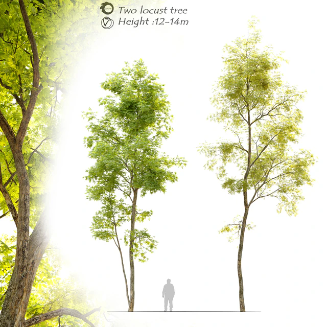 Two locust tree — Скачать