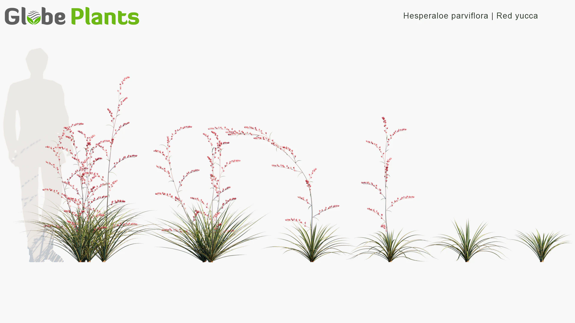 hesperaloe parviflora — Download