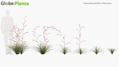hesperaloe parviflora — descargar