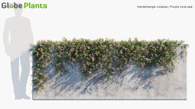 hardenbergia violacea — download