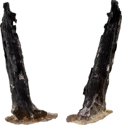 burnt tree trunk 003 — Descargar