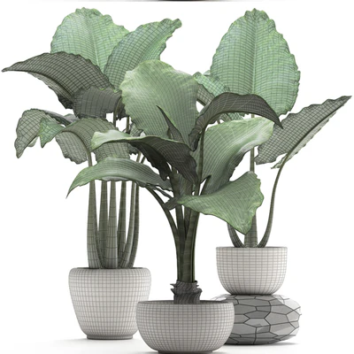 Plant collection 263. Alocasia, white pot, exotic plant, flowerpot, outdoor, bushes — Ver 2