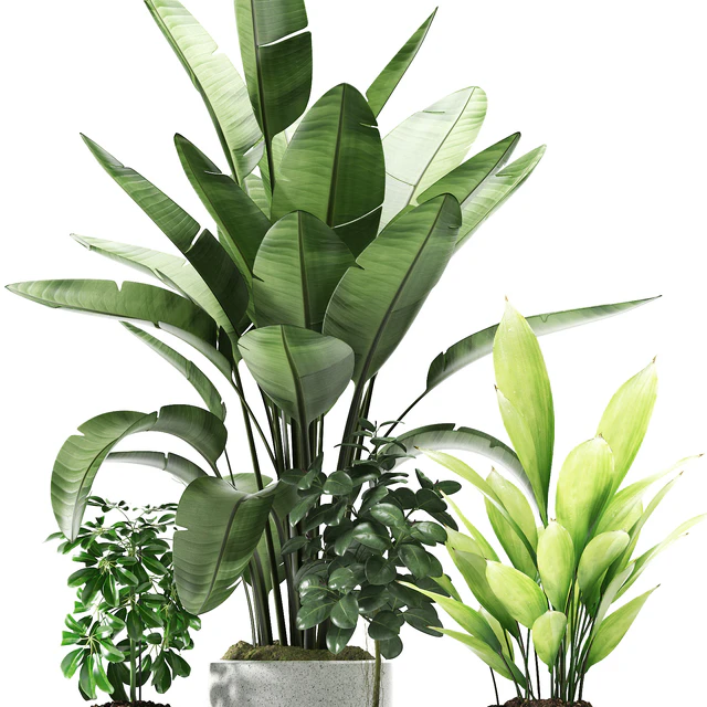 Plants 176 — Скачать