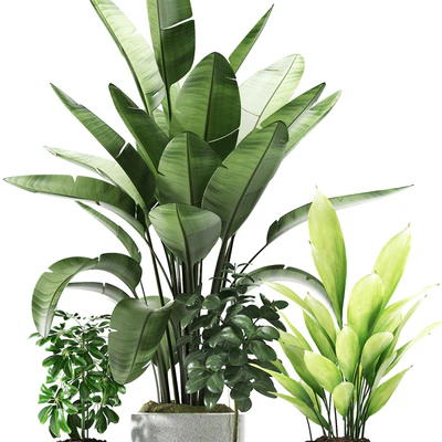Plants 176 — Вид 2