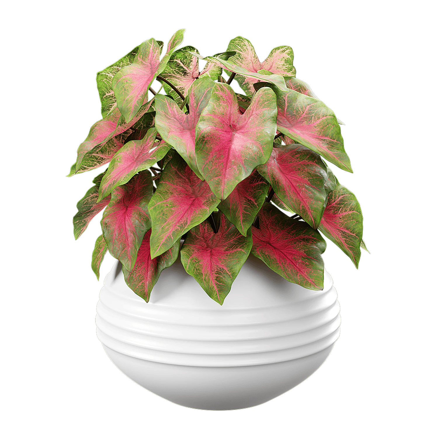 plant caladium 001 — Descargar