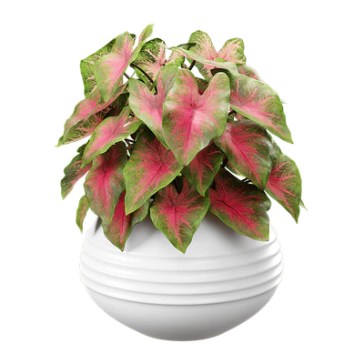 plant caladium 001 — Descargar