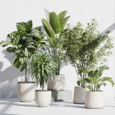 indoor plant set 66 — Вид 1