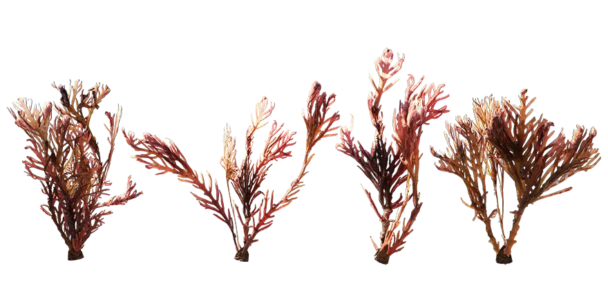 seaweed 006 — Скачать