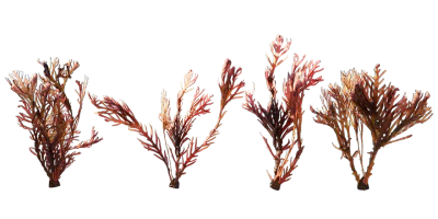 seaweed 006 — Скачать