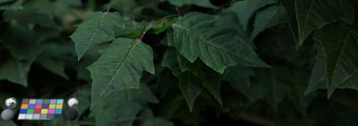 leaf 005 — download