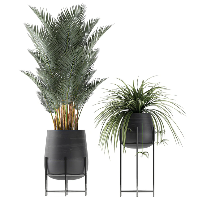 Collection of small plants in black pots on legs with Date palm, ficus, Chlorophytum, Abidjan. Set 627. — Descargar