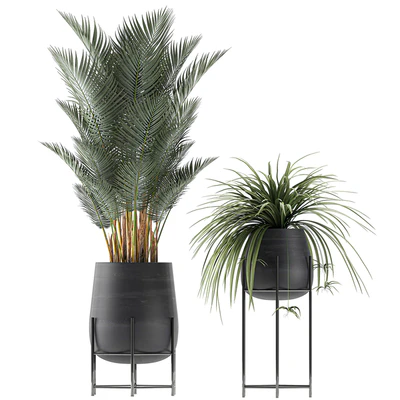 Collection of small plants in black pots on legs with Date palm, ficus, Chlorophytum, Abidjan. Set 627. — Ver 2