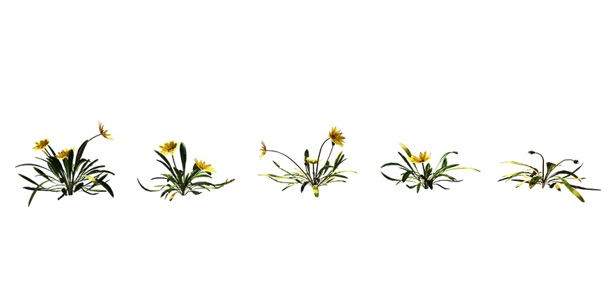 gazania 001 — Descargar