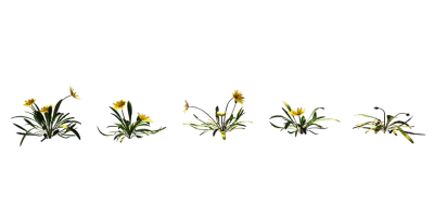 gazania 001 — Descargar