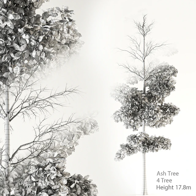 Ash Tree 01 — Скачать