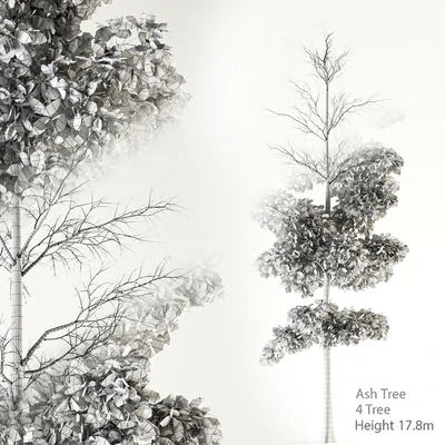 Ash Tree 01 — Вид 3