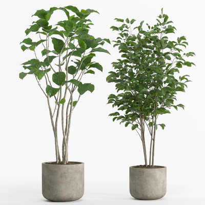 indoor plant set 017 — Вид 3