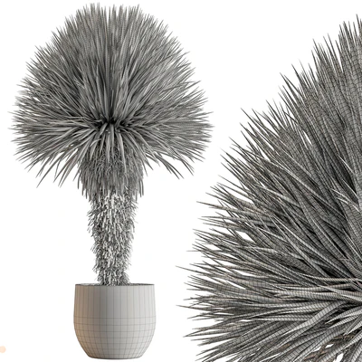 Outdoor Plants 577 - Yuka Tree — Вид 2