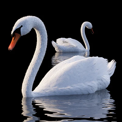 White Swan — Ver 1