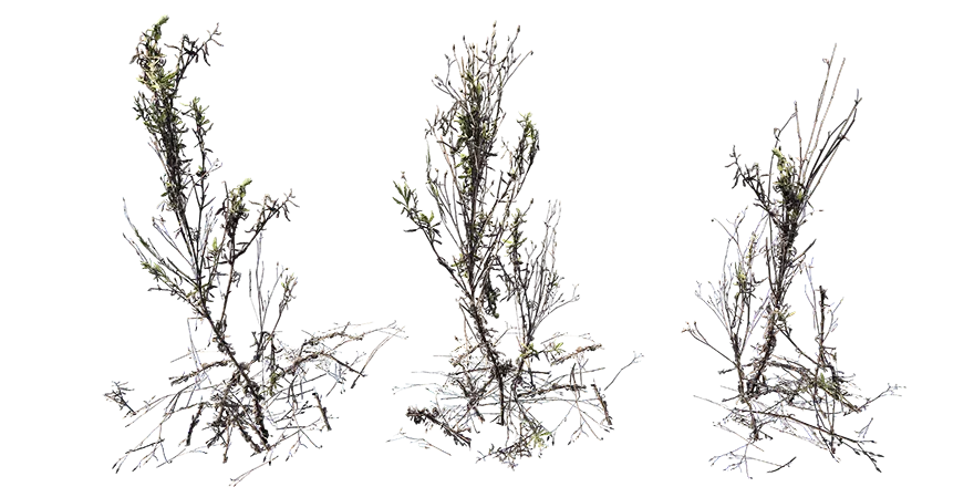 weeds 003 — Descargar