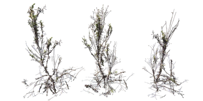 weeds 003 — download