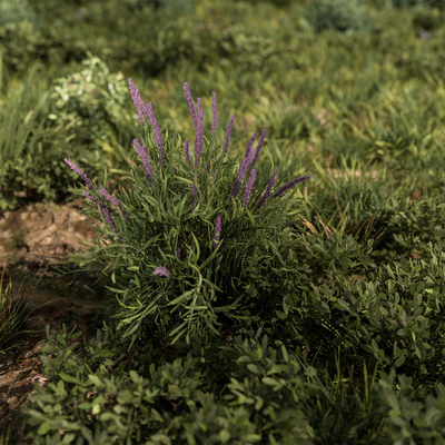 Nature Meadow - Grass Set 30 — Ver 2