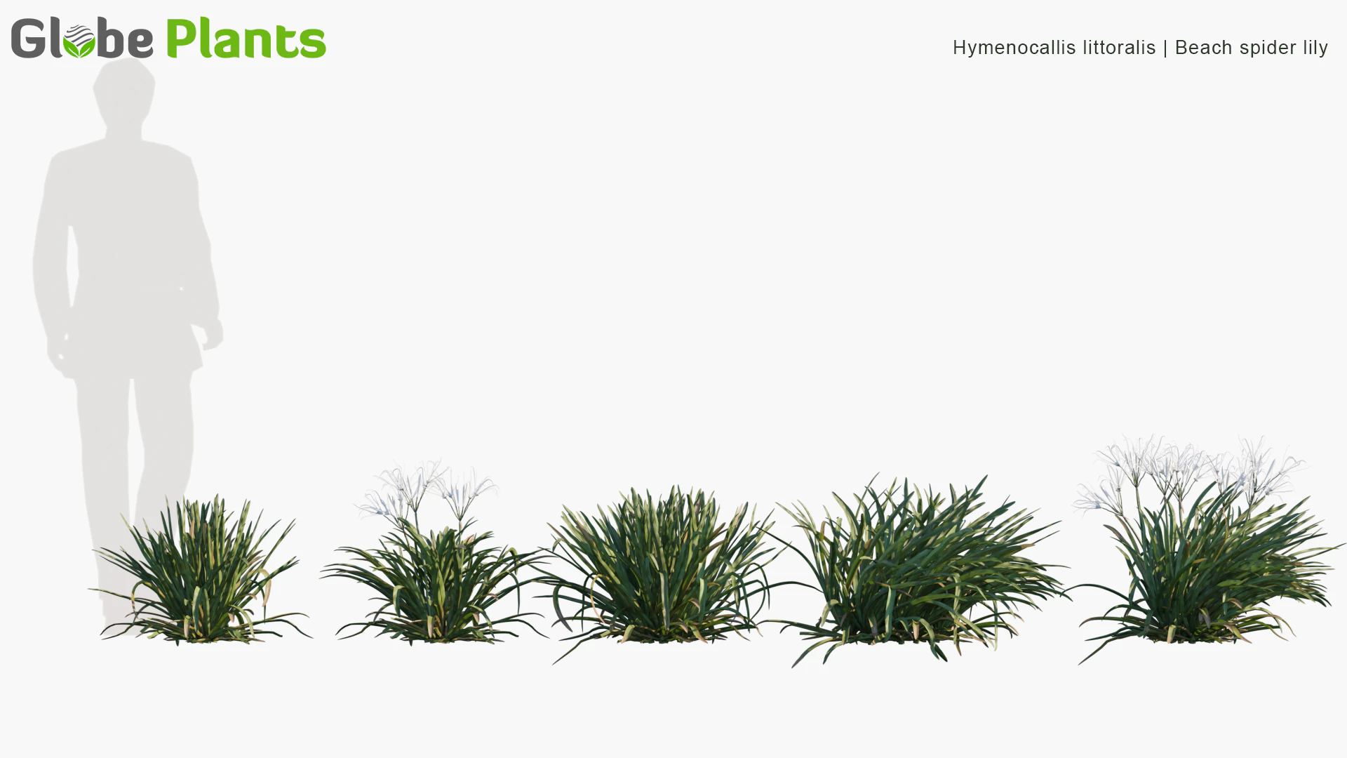 hymenocallis littoralis — Download