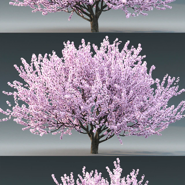 Prunus tomentosa (cherry) — Descargar