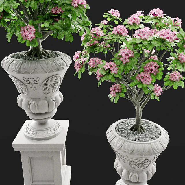 Adenium Desert rose in classic vase. — Descargar