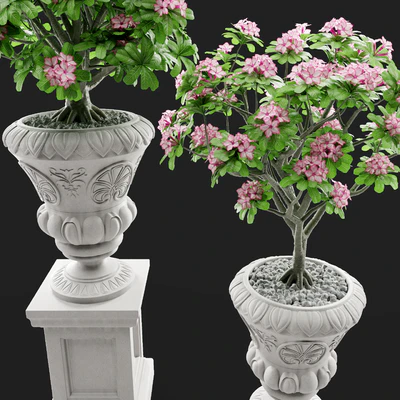 Adenium Desert rose in classic vase. — Ver 2
