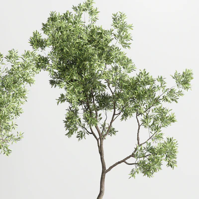 collection indoor outdoor plant 114 vase concrete wood old pot tree cactus — Вид 5