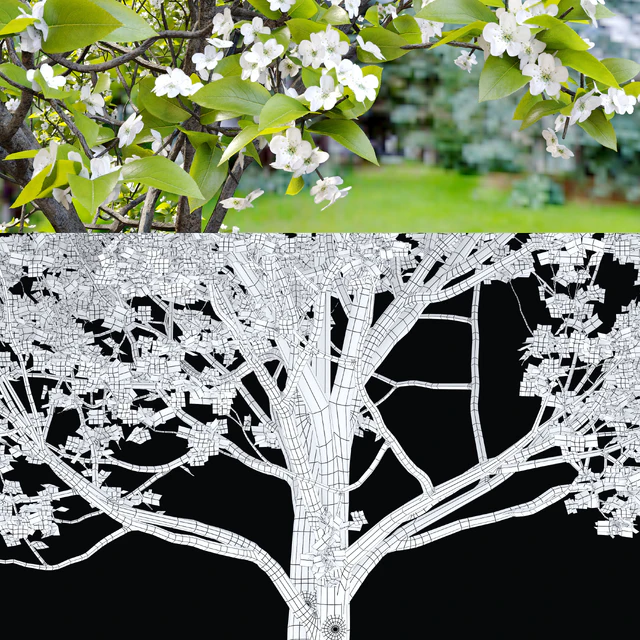 Callery pear (pyrus calleryana) — Скачать
