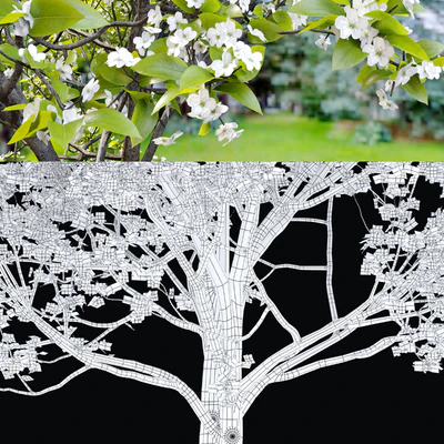 Callery pear (pyrus calleryana) — Вид 3