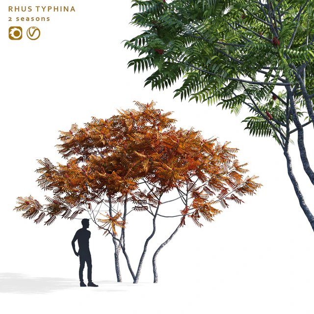 Deer-horned sumac | Rhus typhina 2 seasons — Descargar