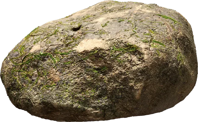 mossy forest rock 004 — Скачать
