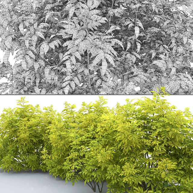 Бузина | Sambucus nigra # 2 — Скачать