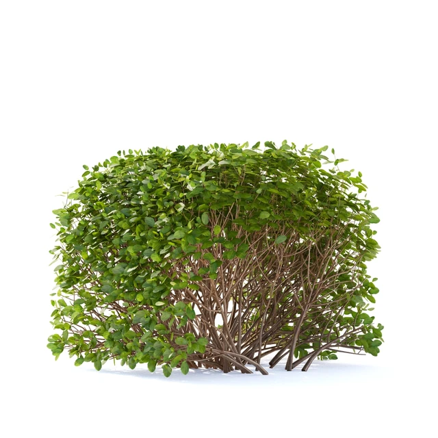 Spirea birch-leaved Hedge | Spiraea betulifolia # 2 — Descargar